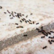 Tiny Ants