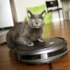 Cat with Roomba Vacuum