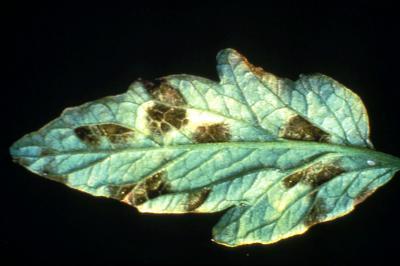 A tomato leaf with black spots.