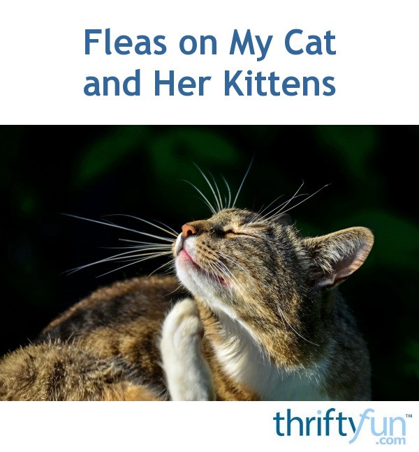 Fleas on My Cat and Her Kittens ThriftyFun