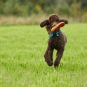 Poodle Fetching Frisbee