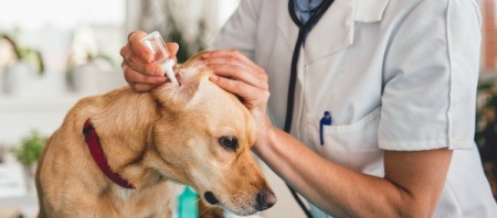 Dog Getting Ear Drops at Vet