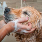 Dog Getting Bath