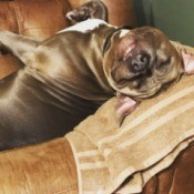 Deuce (Pit Bull) - upside down dog on couch