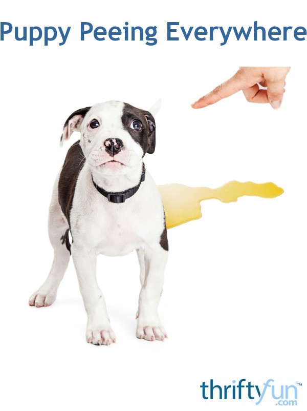 Why My Puppy Keep Peeing Everywhere at Margaret Galvez blog