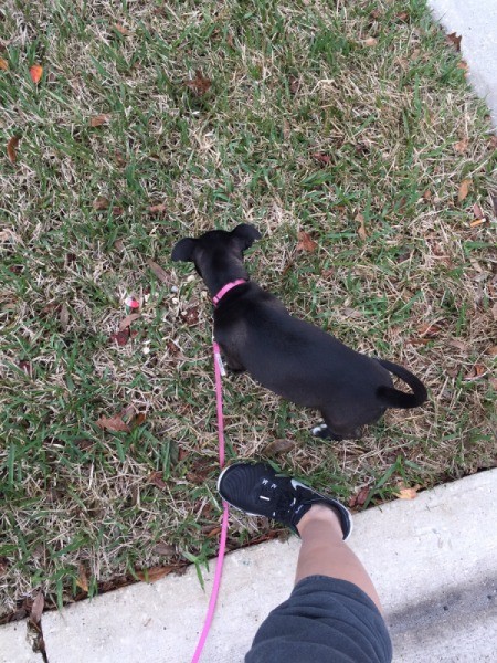 What Breed Is My Dog?