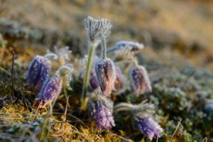 Frost on Flowers