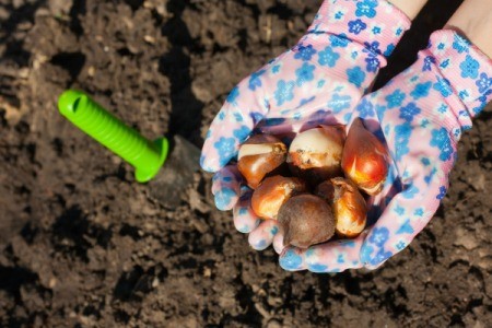 Bulbs Held outside ready to be planted