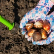 Bulbs Held outside ready to be planted
