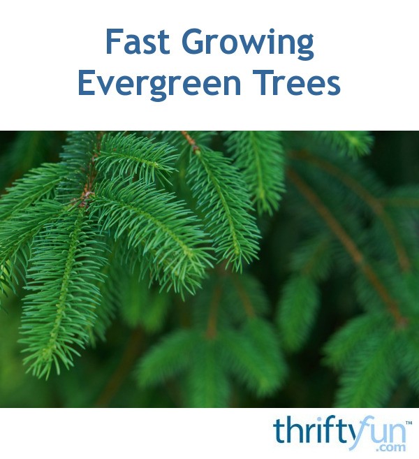 fast growing evergreen trees How to grow evergreen trees (with pictures)