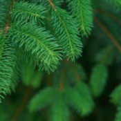 Evergreen Branches