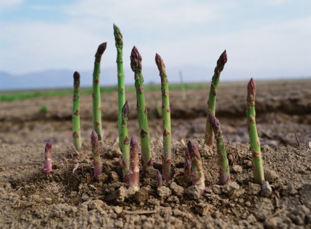 Asparagus