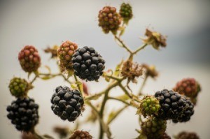 Ripe Blackberries