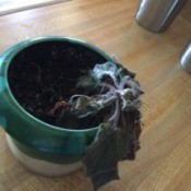 Saving a African Violet Exposed to Cold Temperatures