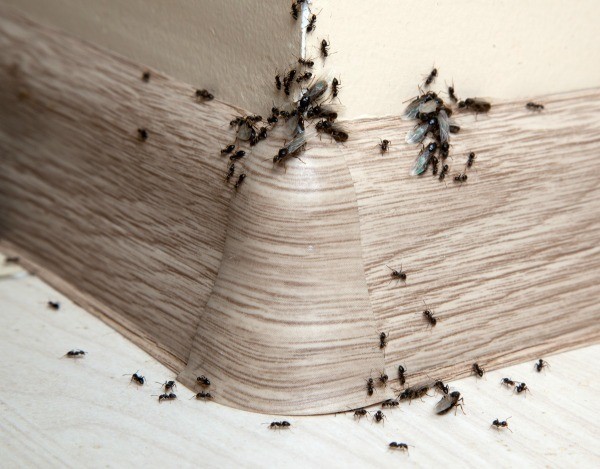 getting rid of sugar ants | thriftyfun