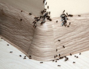 Sugar Ants
