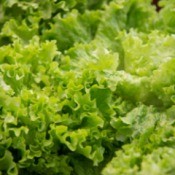 Green Leaf Lettuce