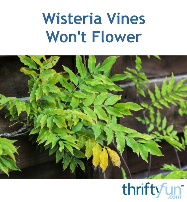 Wisteria Vines Won't Flower ThriftyFun