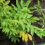 Wisteria Vines