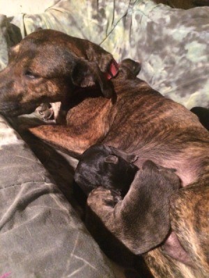 Caring for a Dog and Her Puppies