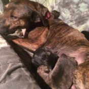 Caring for a Dog and Her Puppies
