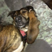 Lucy (American Bulldog) - lying down with a sock