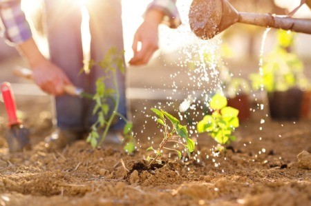 Couple Tending and Watering in their Garden