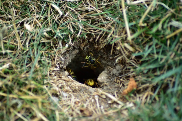 ground dwelling bees