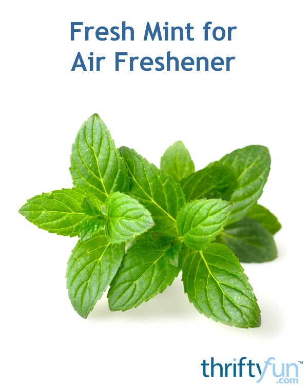 How to Use Fresh Mint as an Air Freshener ThriftyFun