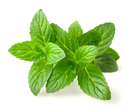 Fresh Mint