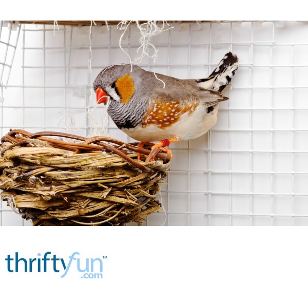 Zebra Finch Not Sitting on Eggs? | ThriftyFun