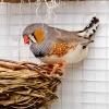 Zebra Finch Not Sitting on Eggs Looking Down at Nest