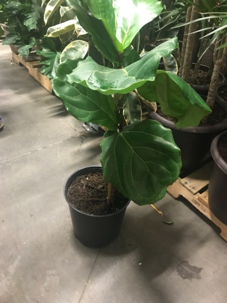 A fiddle leaf fig plant with one trunk.