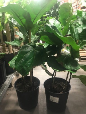 Two fiddle leaf fig plants, one with one truck and one with two.