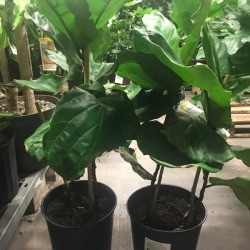 Two fiddle leaf fig plants, one with one truck and one with two.