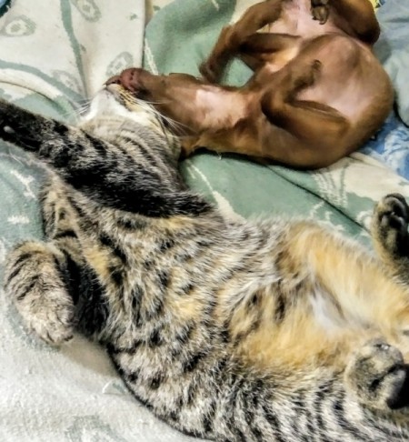 Harley and Eddie (Chihuahua and Tabby Cat) - upside down dog and cat