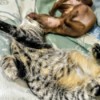 Harley and Eddie (Chihuahua and Tabby Cat) - upside down dog and cat