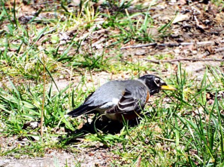 Trivia About Robins - robin on the ground