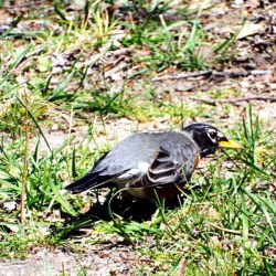 Trivia About Robins - robin on the ground