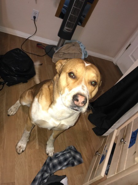 What Breed Is My Dog?