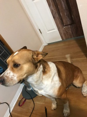 What Breed Is My Dog? - light and darker brown dog with white chest and muzzle