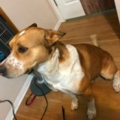 What Breed Is My Dog? - light and darker brown dog with white chest and muzzle