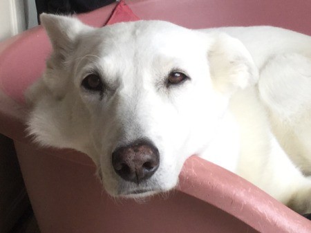 Mable (Berger Blanc Suisse) - white dog