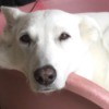 Mable (Berger Blanc Suisse) - white dog