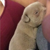 Is My Dog a Full Blood Pit Bull? - tan puppy