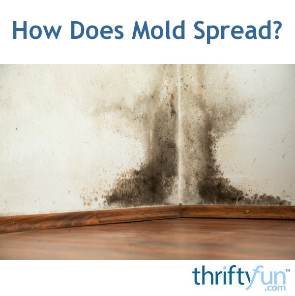 How Does Mold Spread? ThriftyFun