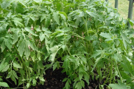 Grow your Own Tomato Plants - large tomato plants