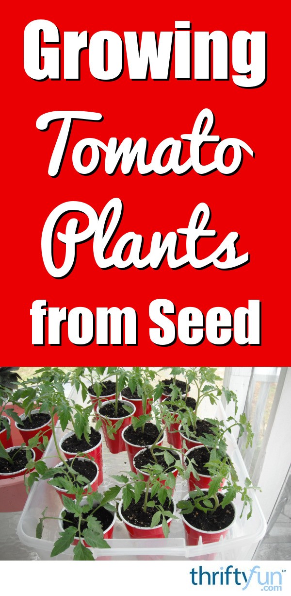 Grow Your Own Tomato Plants | ThriftyFun