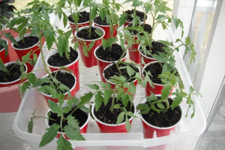 Grow your Own Tomato Plants  - plants in cups