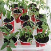 Grow your Own Tomato Plants  - plants in cups